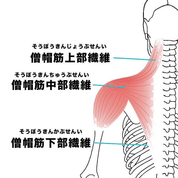 僧帽筋