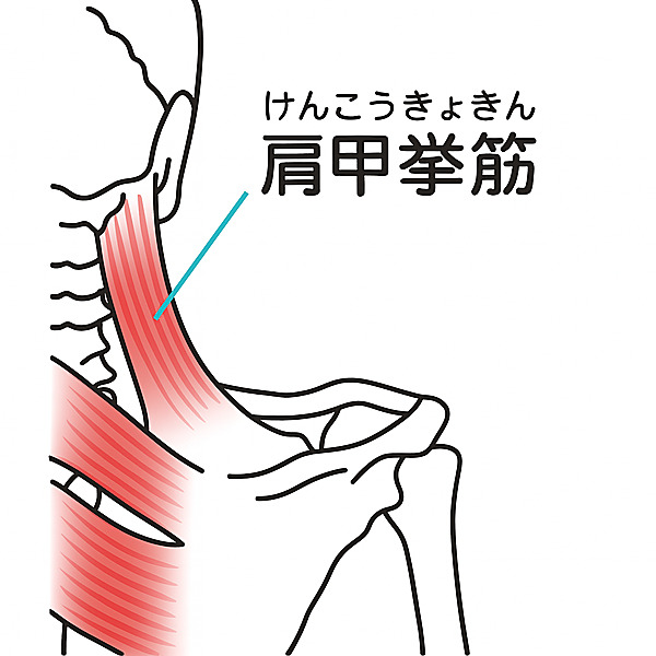 肩甲挙筋　ストレッチ