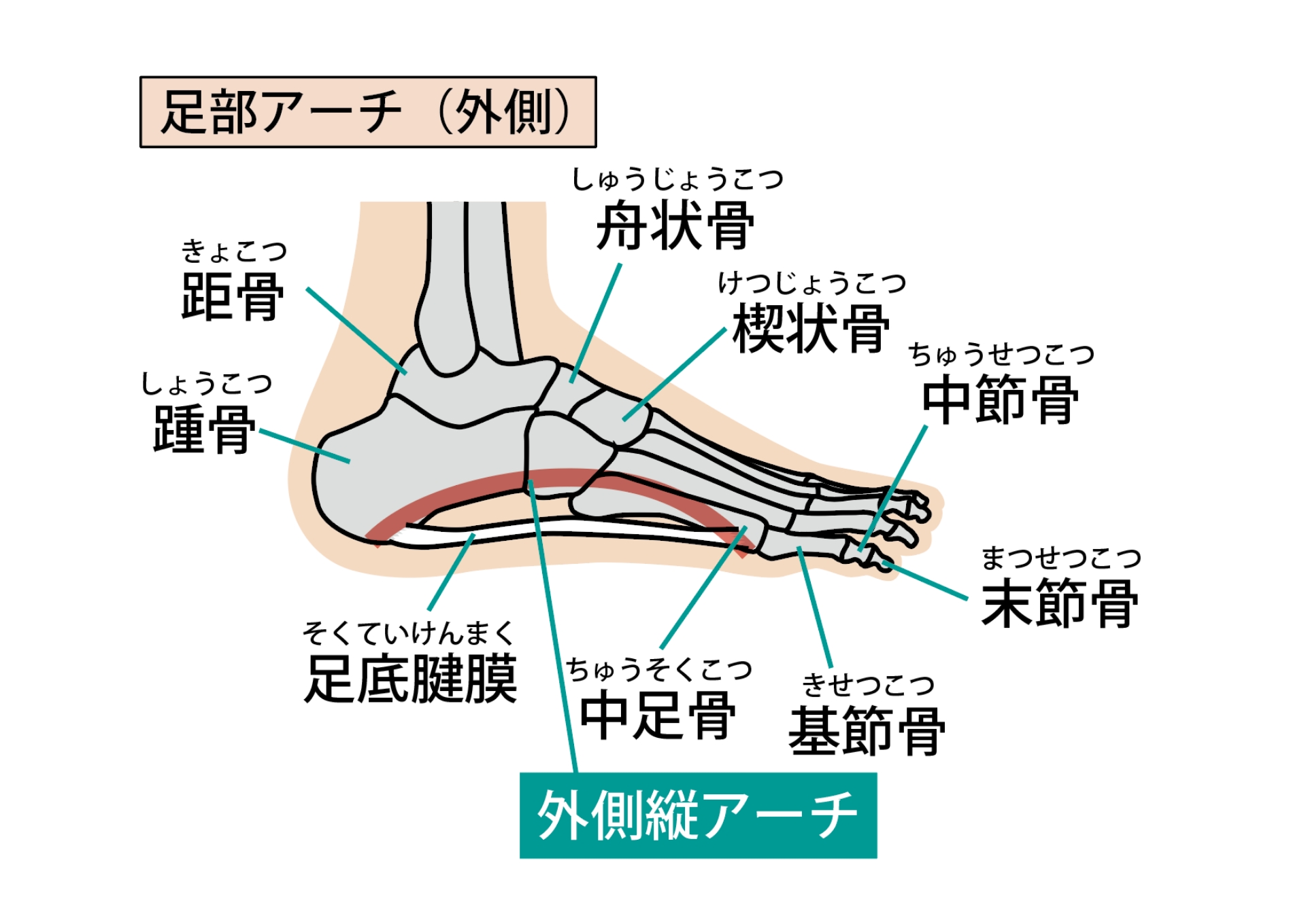 足底筋膜炎 - ほねごり接骨院・はりきゅう院グループ