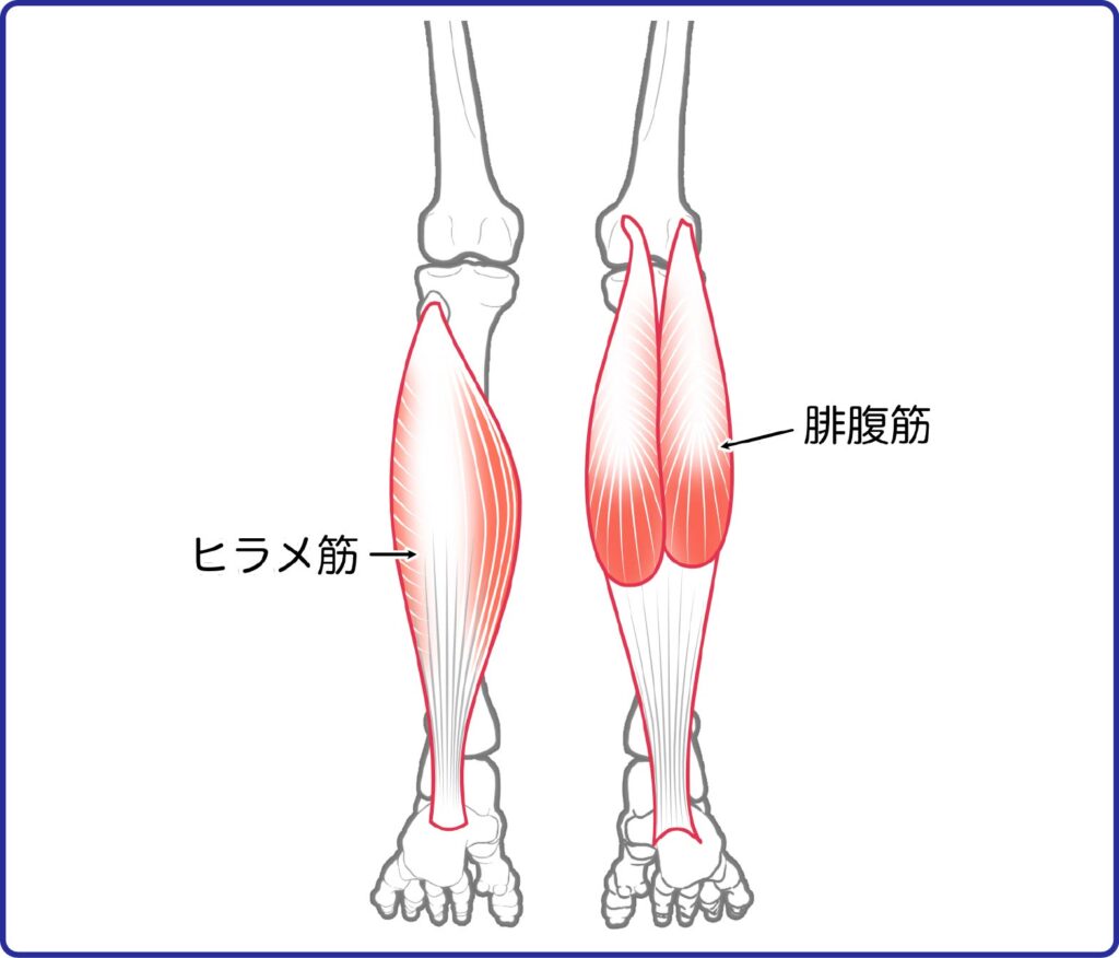 腓腹筋　ヒラメ筋